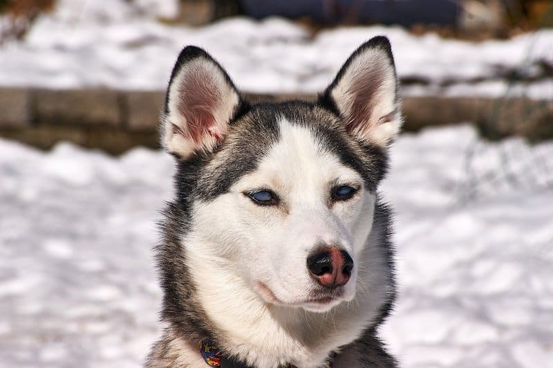 A husky guarding his owner's property.
