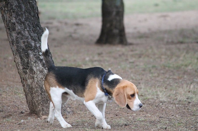 A guide to the Beagle's incredible nose.