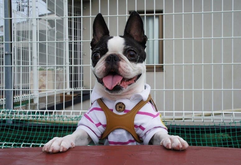 An excited Boston Terrier ready to play with kids.