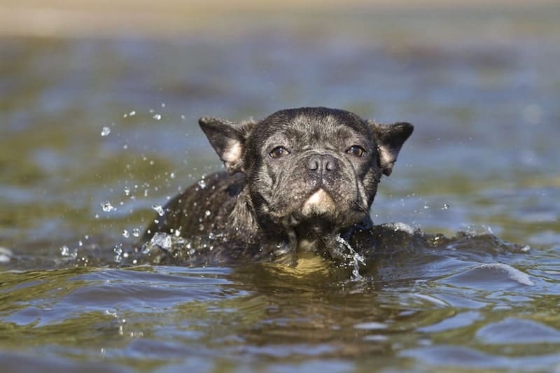 A French Bulldog swimming.