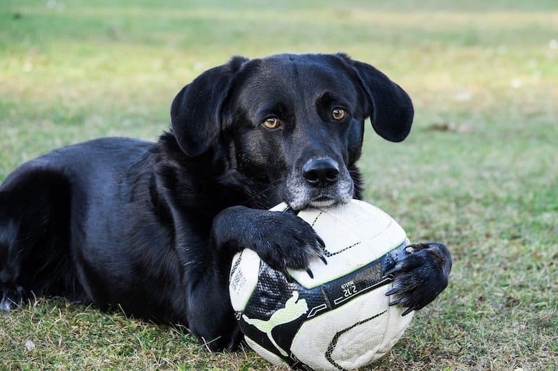 A Labrador Retriever patiently waiting with his ball for some exercise time.