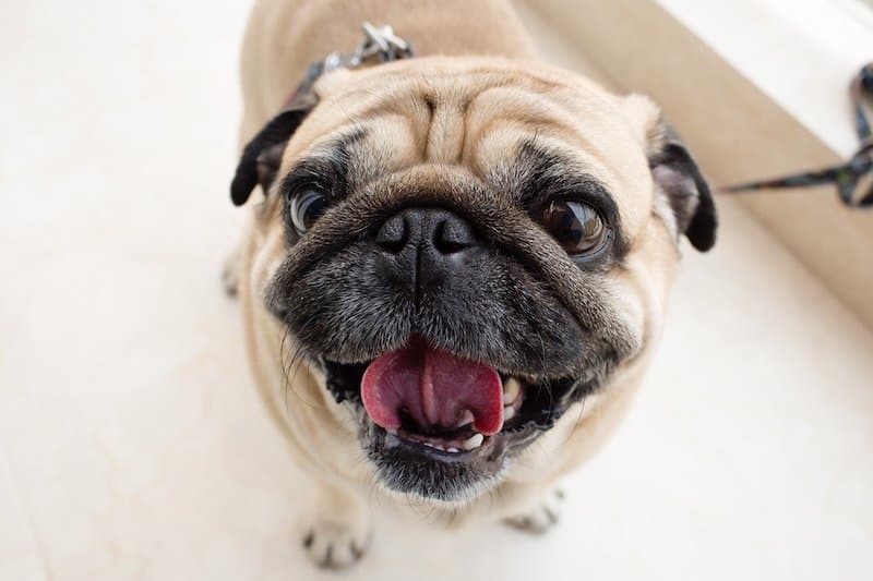 A happy and cheerful pug mix.