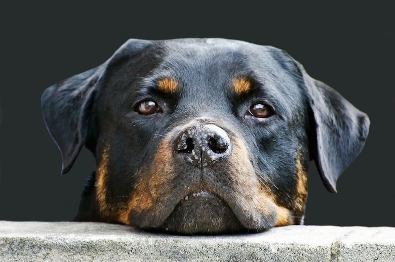 The classic Rottweiler color - black and tan.