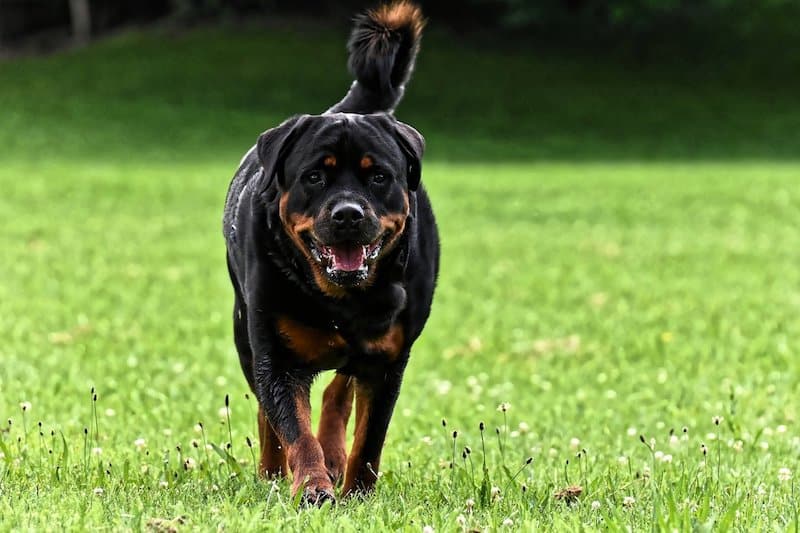 A rare Rottweiler that retained his tail.