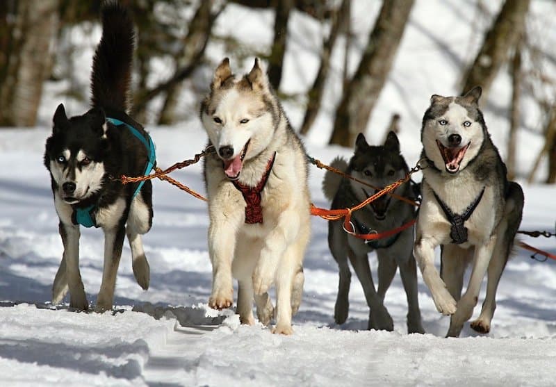Huskies bred to pull sleds doing their jobs.