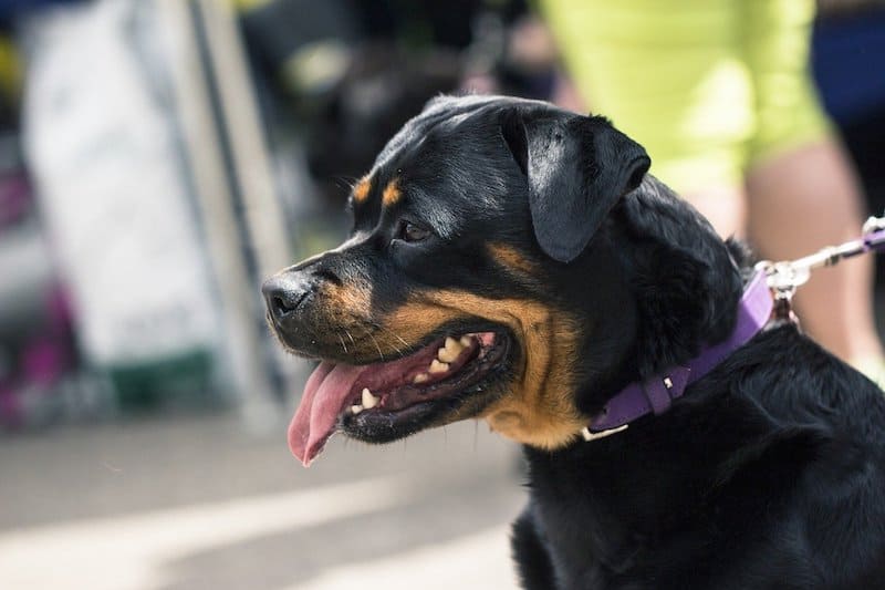 Rottweiler that was bred for guarding and work.