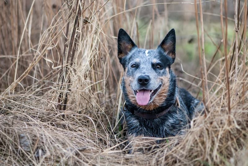 Beautiful Blue Heeler mixed breed.