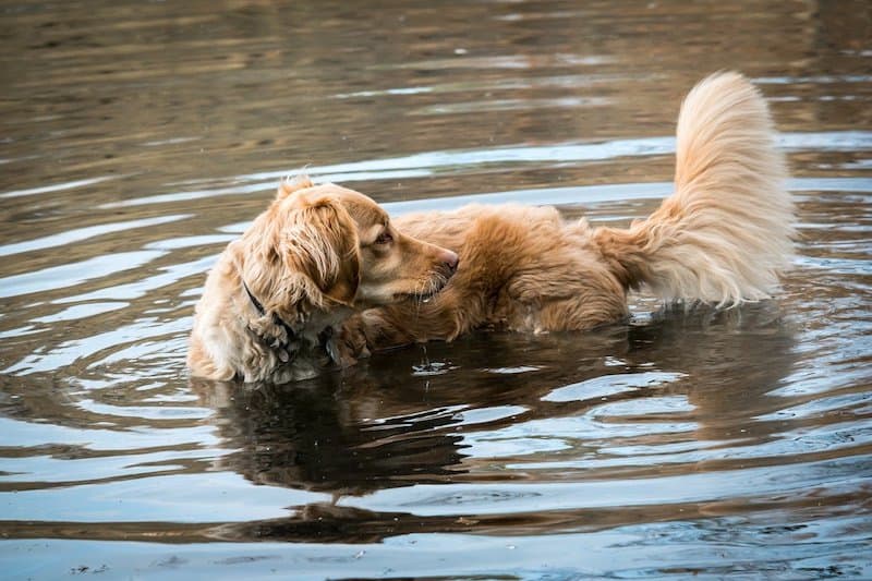 A Golden Retriever swimming in the lake.