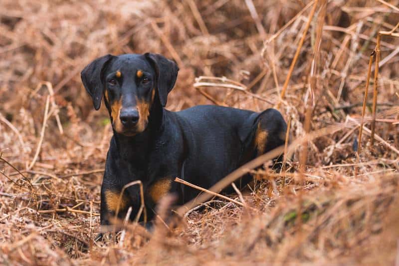A Doberman Pinscher mix sitting in the field.