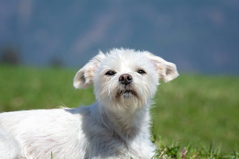 A Maltese mix sitting in the field.