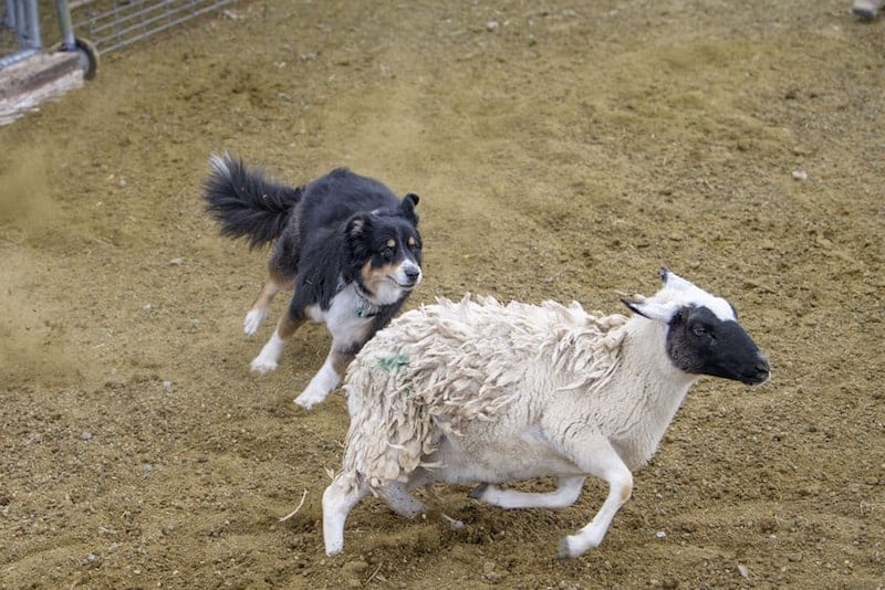 An Australian Shepherd herding sheep.