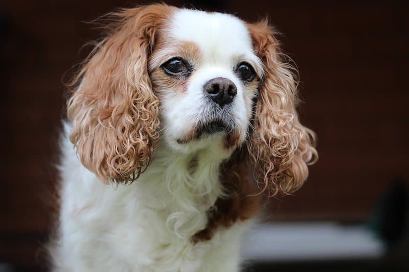 The Cavalier King Charles is the most popular spaniel breed.