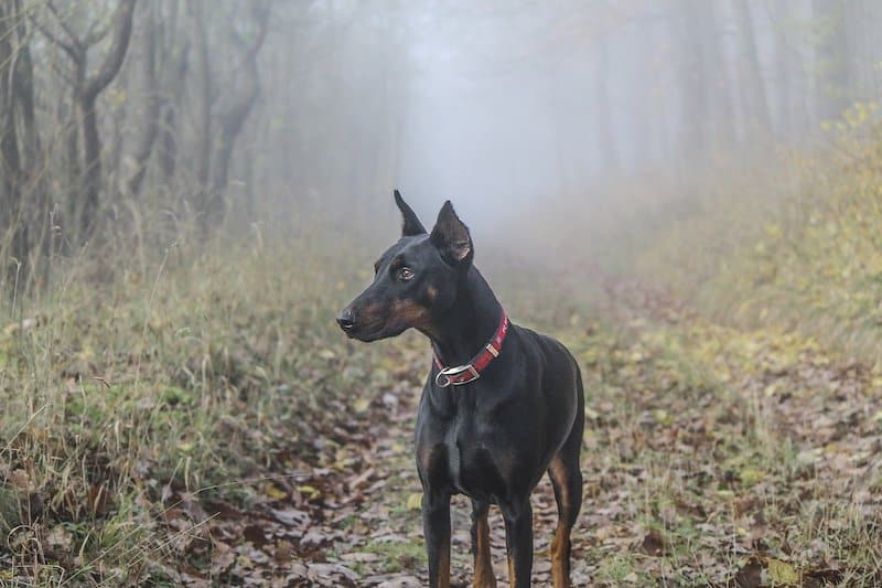 A loyal Doberman Pinscher bred to protect and guard.