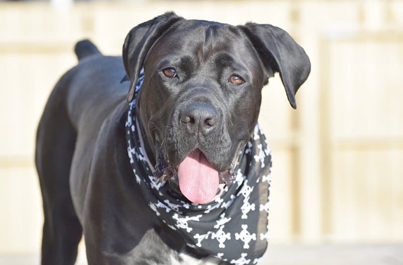 A happy and friendly Cane Corso ready to play with kids.