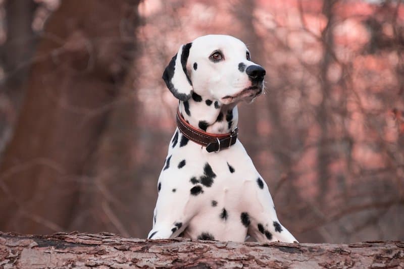 A Dalmatian getting ready to play with kids.