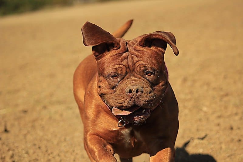 A mastiff breed running at full speed.