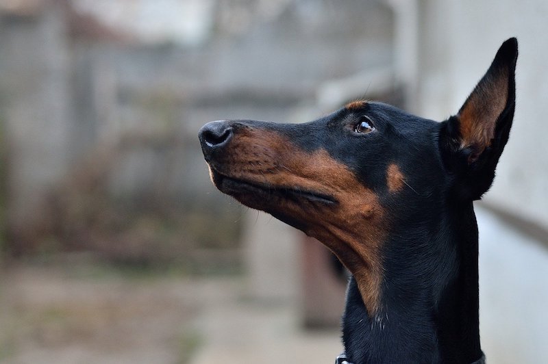 A Pinscher-type dog waiting patiently for his owner.