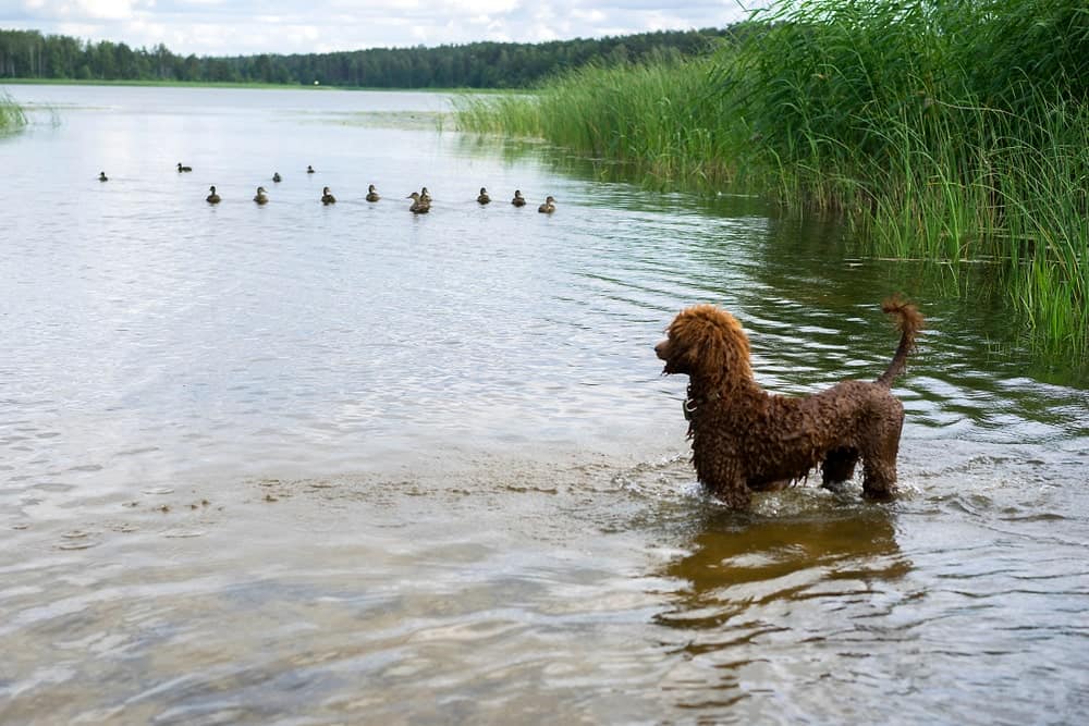 A puppy Poodle training to be a hunting dog.