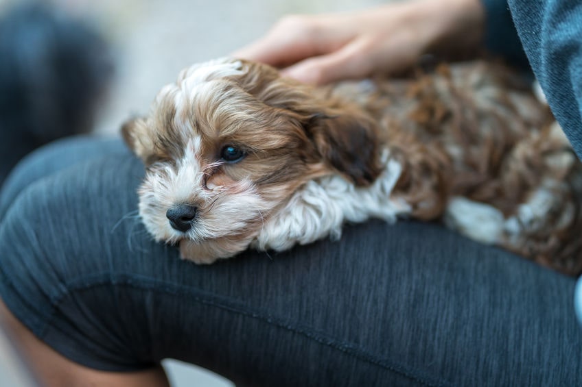 A lap dog sleeping on his owner's lap.