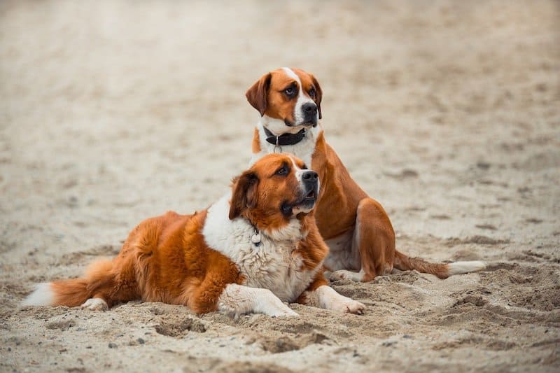 The Saint Bernard is the most popular Italian dog.