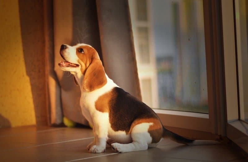 A Beagle living a happy life in an apartment.