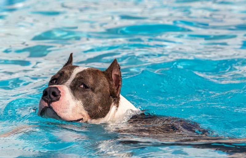 A pitbull terrier swimming in a pool