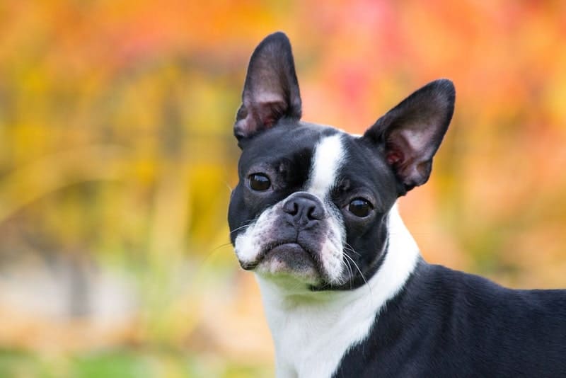 The Boston Terrier was bred for dog fighting and vermin hunting.