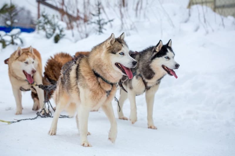 The Alaskan Malamute and Husky are the most famous Alaskan dogs.