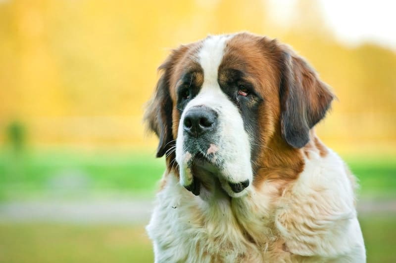 The Saint Bernard's intelligence.