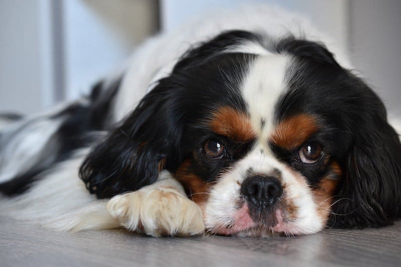 cavalier king charles spaniel intelligence