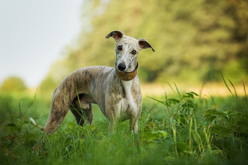 The smart Whippet is more than just fast speeds.