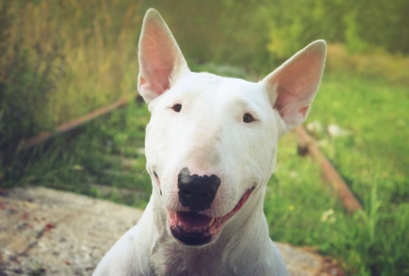 The Bull Terrier is smart, but not in the way you think.