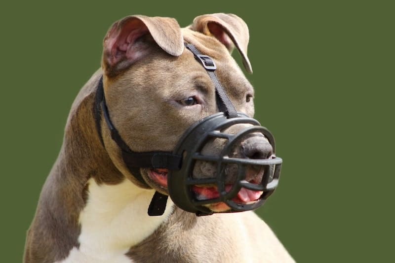 Owner scared of lockjaw puts muzzle on a Pitbull.