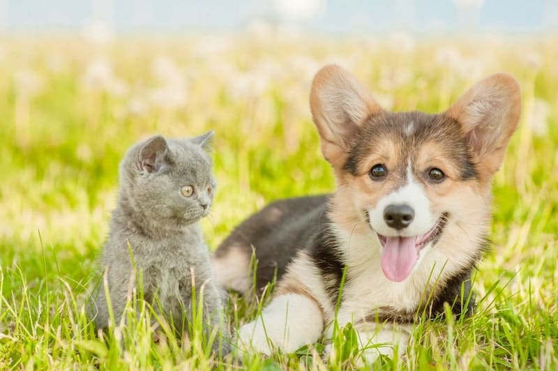 A Pemebroke Welsh Corgi playing with a cat in the field.