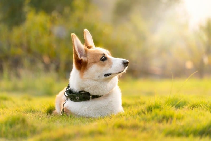 Here's what all new Corgi owners should know before bringing one home.