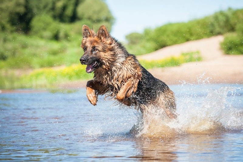 A German Shepherd swimming in the lake.