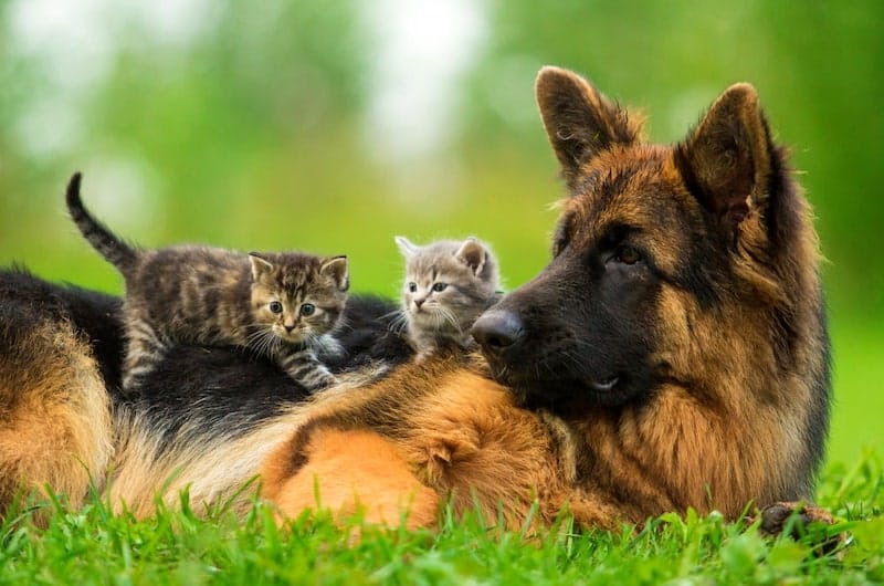 A German shepherd peacefully hanging around with cats.
