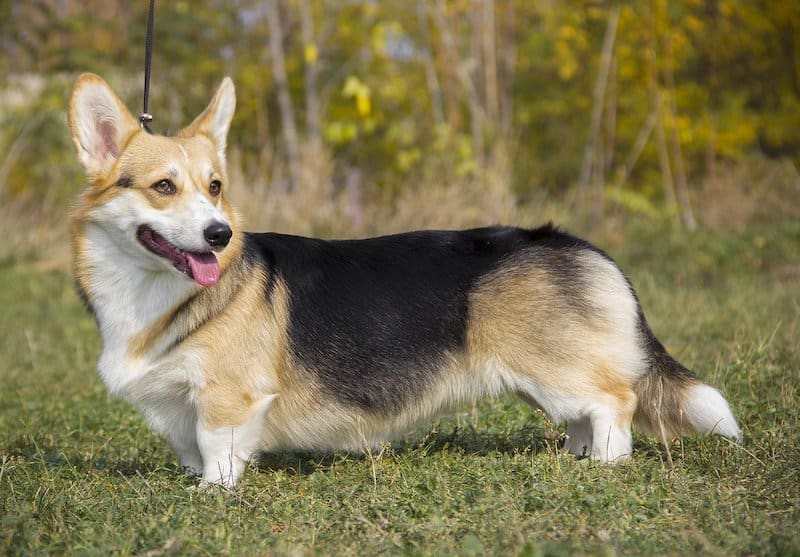 Pembroke Welsh Corgi standing with his short legs.
