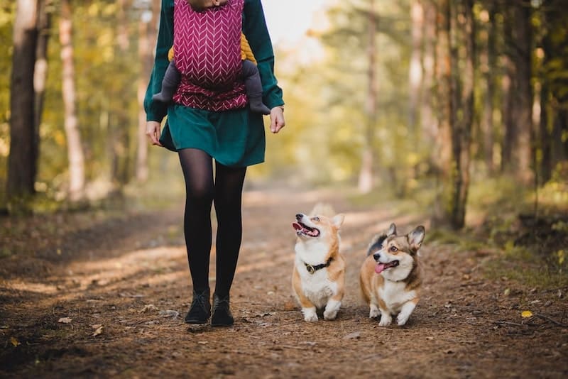 two corgis hiking with their owners.