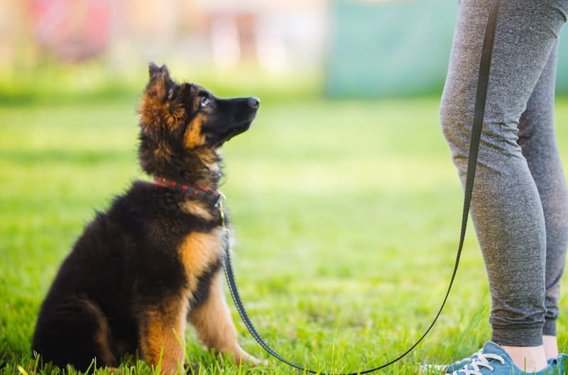 An owner patiently training her German Shepherd puppy.