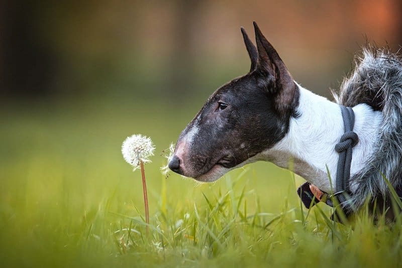 The Bull Terrier has become a deformed dog breed through breeding for appearance.