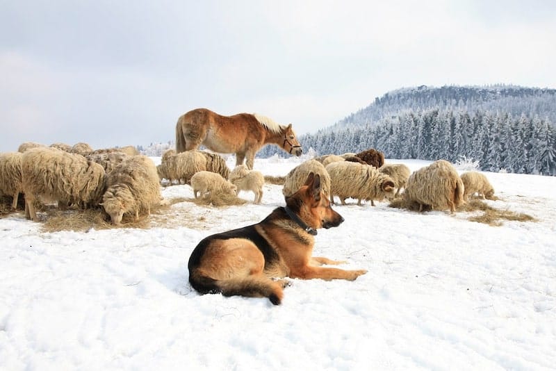 A German Shepherd protecting his flock of sheep, as they were originally bred to do.