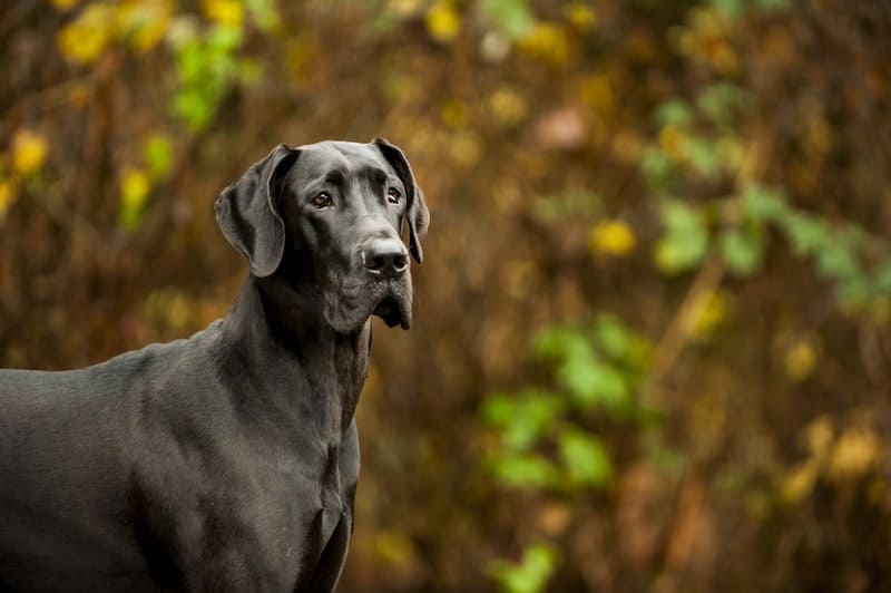 10 greatest Great Dane facts.
